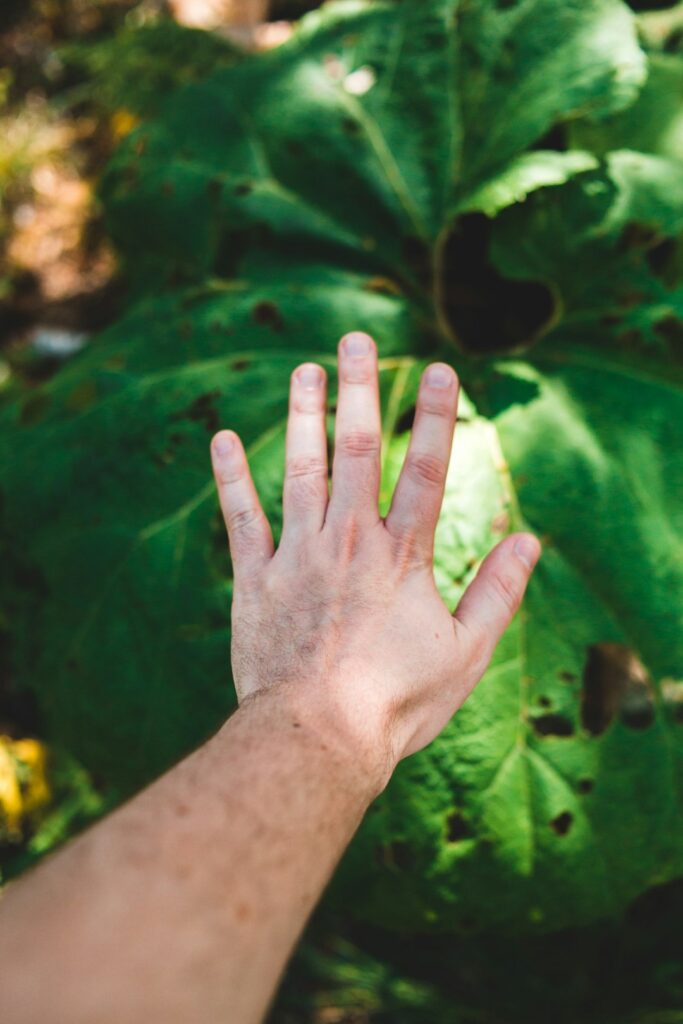 a hand reaching out to a bush