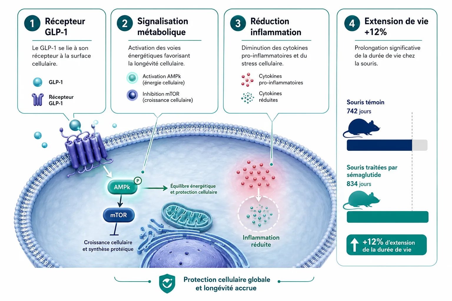 Qu'est-ce que le semaglutide et comment fonctionne-t-il ?