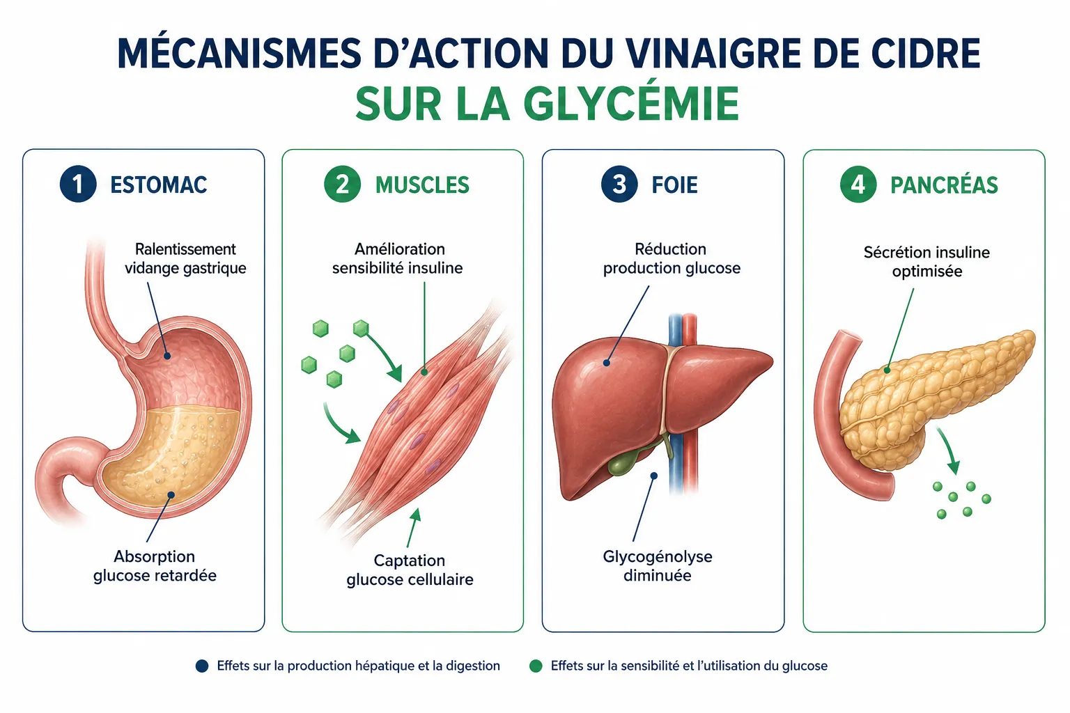 Qu'est-ce que le vinaigre de cidre et comment affecte-t-il la glycémie